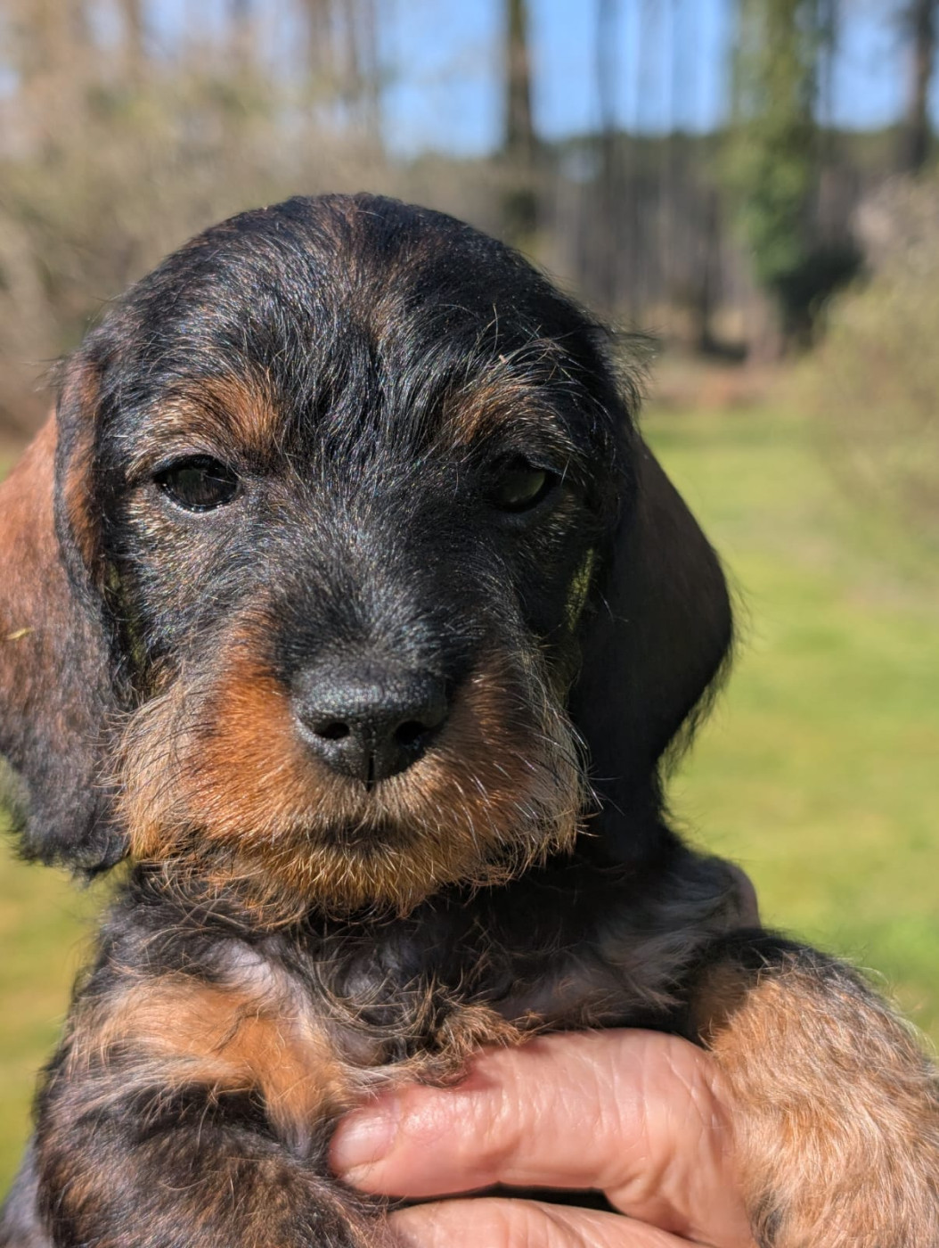 Du Marais D'Eulalie - Chiots disponibles - Teckel poil dur