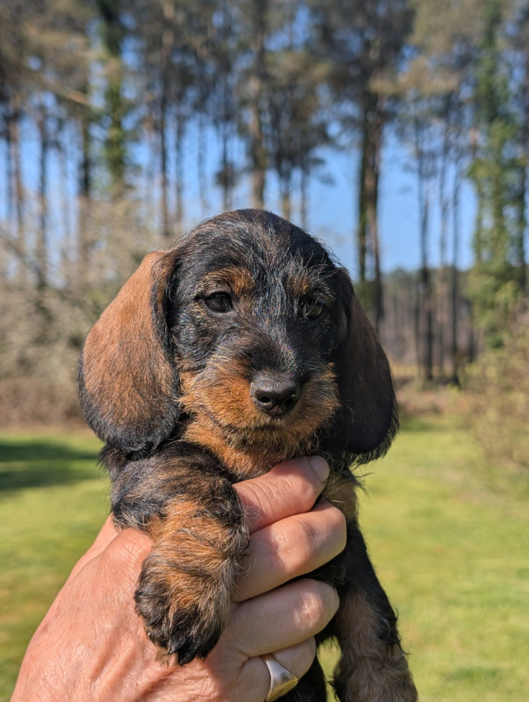 Du Marais D'Eulalie - Chiots disponibles - Teckel poil dur