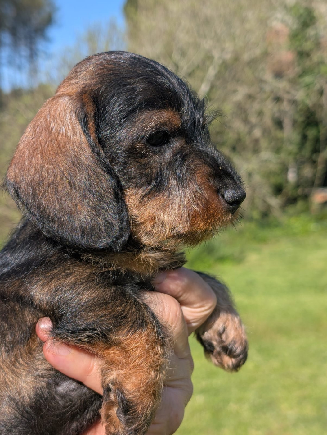 Du Marais D'Eulalie - Chiots disponibles - Teckel poil dur