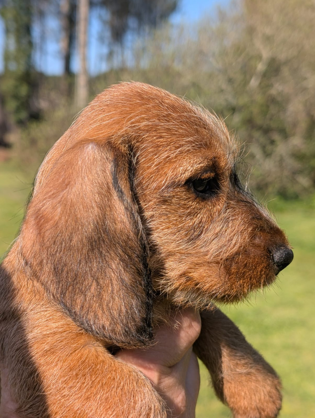 Du Marais D'Eulalie - Chiots disponibles - Teckel poil dur