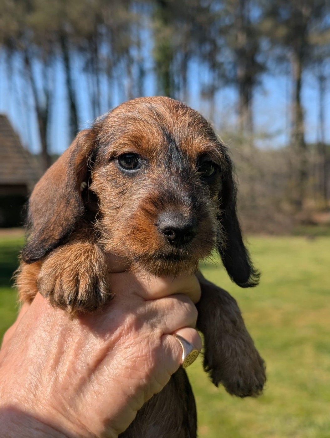 Du Marais D'Eulalie - Chiots disponibles - Teckel poil dur