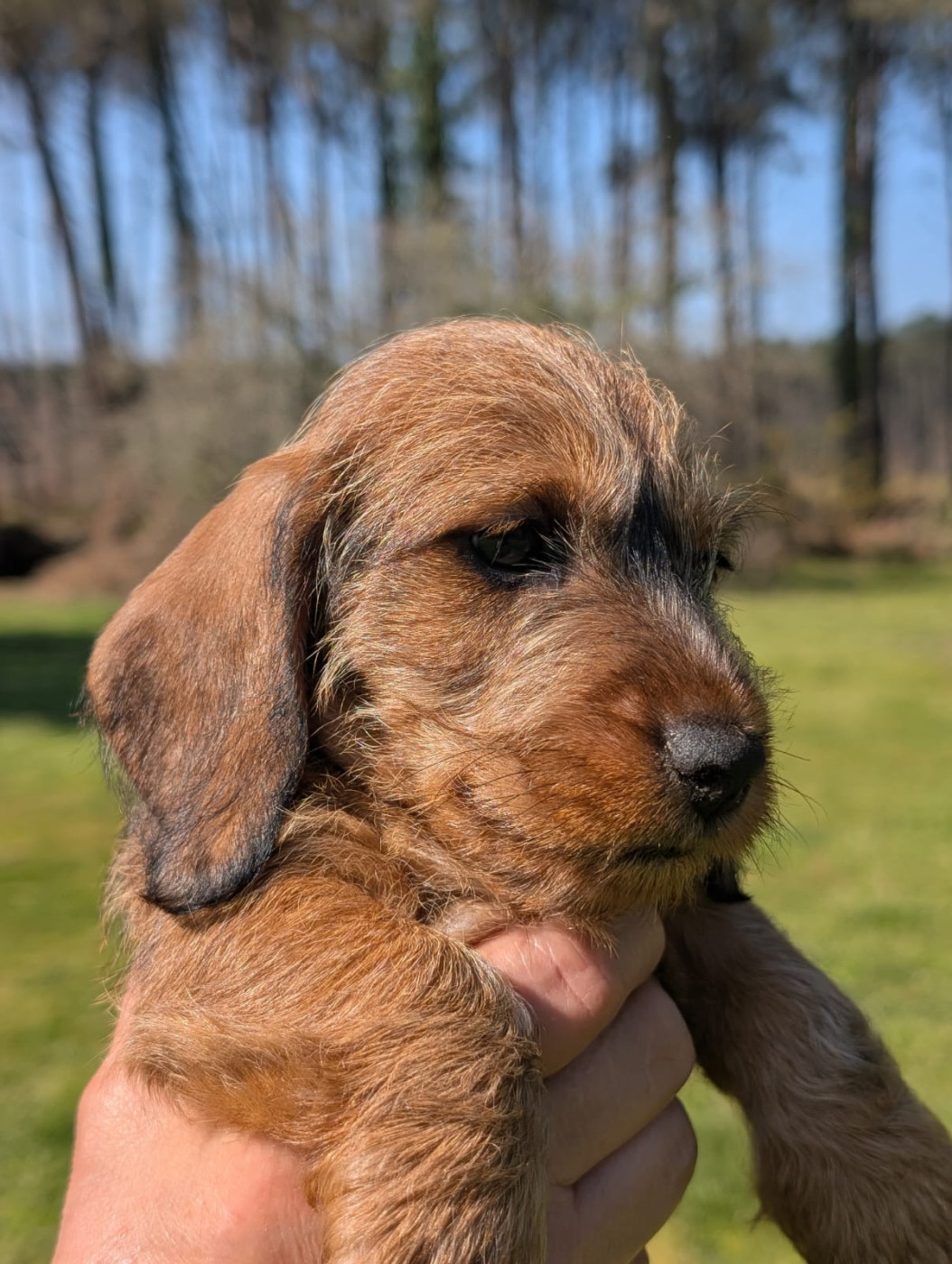 Du Marais D'Eulalie - Chiots disponibles - Teckel poil dur