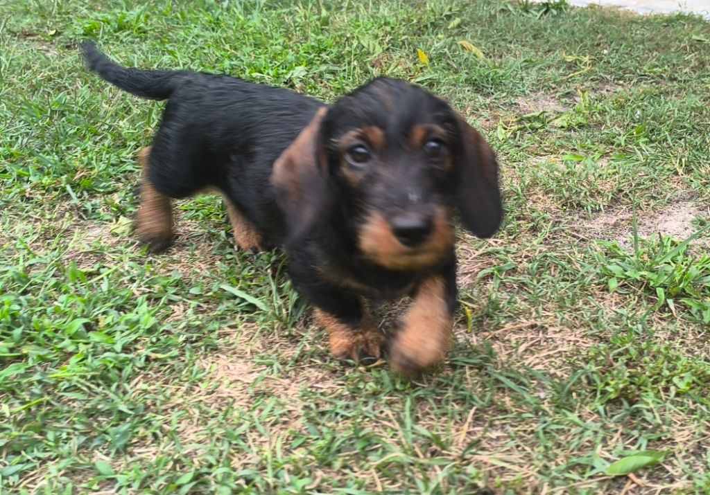 Chiot Teckel poil dur Du Marais D'Eulalie