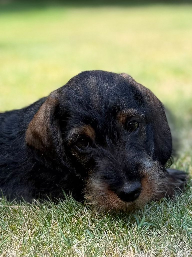 Du Marais D'Eulalie - Chiots disponibles - Teckel poil dur